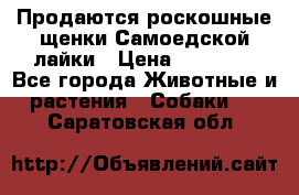 Продаются роскошные щенки Самоедской лайки › Цена ­ 40 000 - Все города Животные и растения » Собаки   . Саратовская обл.